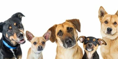 cropped-dog-breeds-white-background