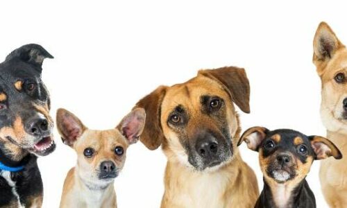 cropped-dog-breeds-white-background